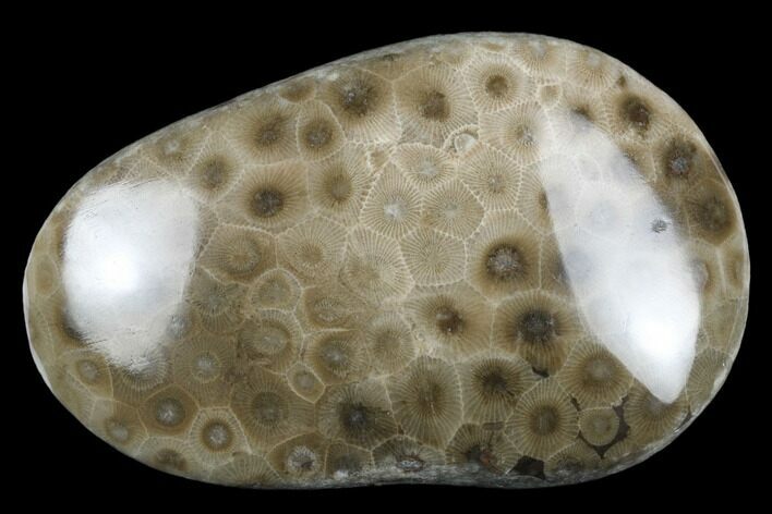 Polished Petoskey Stone (Fossil Coral) - Michigan #177187